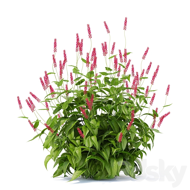 Highlander candlestick flowers | Persicaria amplexicaule 3DSMax File - thumbnail 3