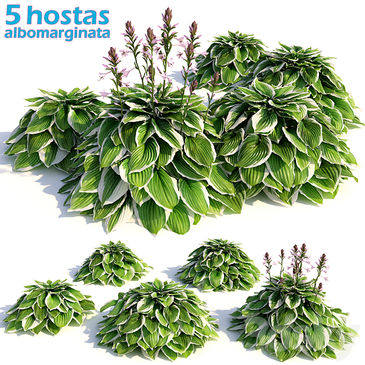 Hosta albomarginata 3DS Max - thumbnail 1