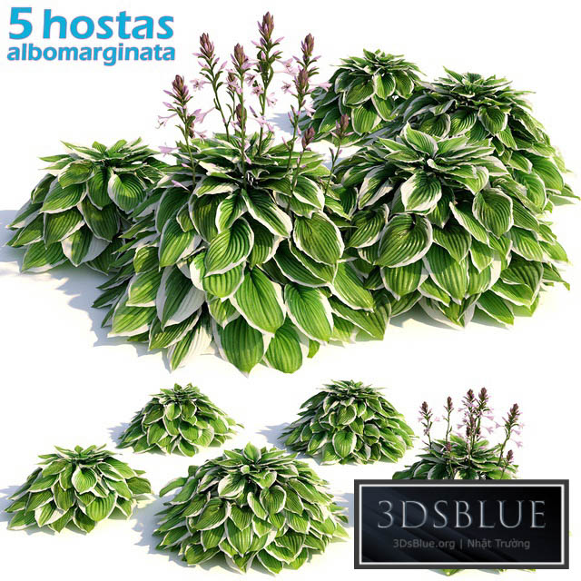 Hosta albomarginata 3DS Max - thumbnail 3