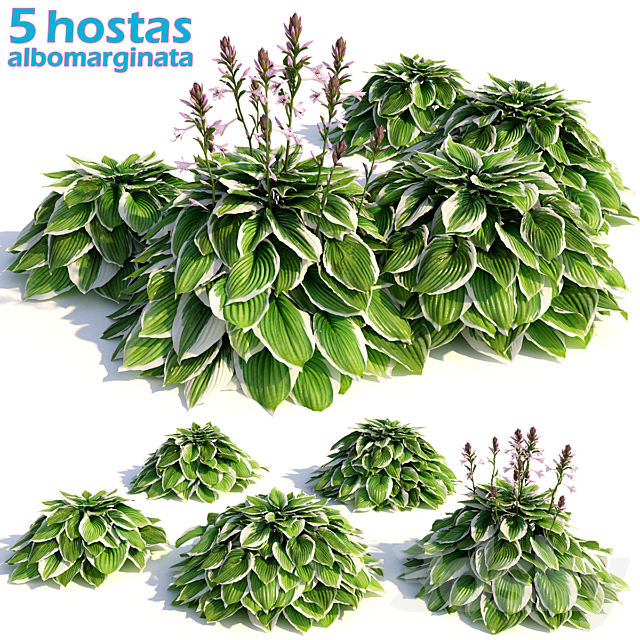 Hosta albomarginata 3DSMax File - thumbnail 1