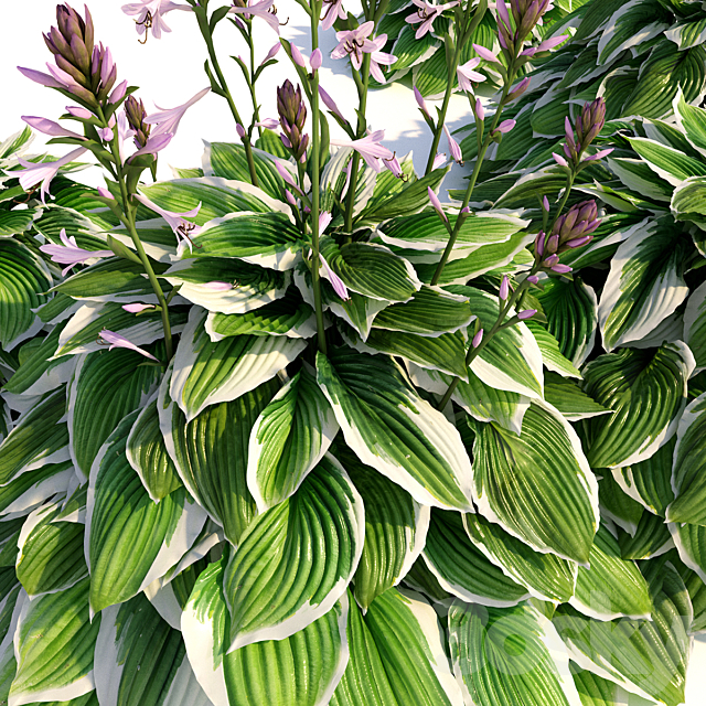 Hosta albomarginata 3DSMax File - thumbnail 3