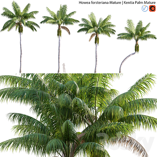 Howea forsteriana Mature – Kentia Palm Mature – 01 3ds Max - thumbnail 1