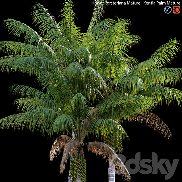 Howea forsteriana Mature – Kentia Palm Mature – 01 3ds Max - thumbnail 2