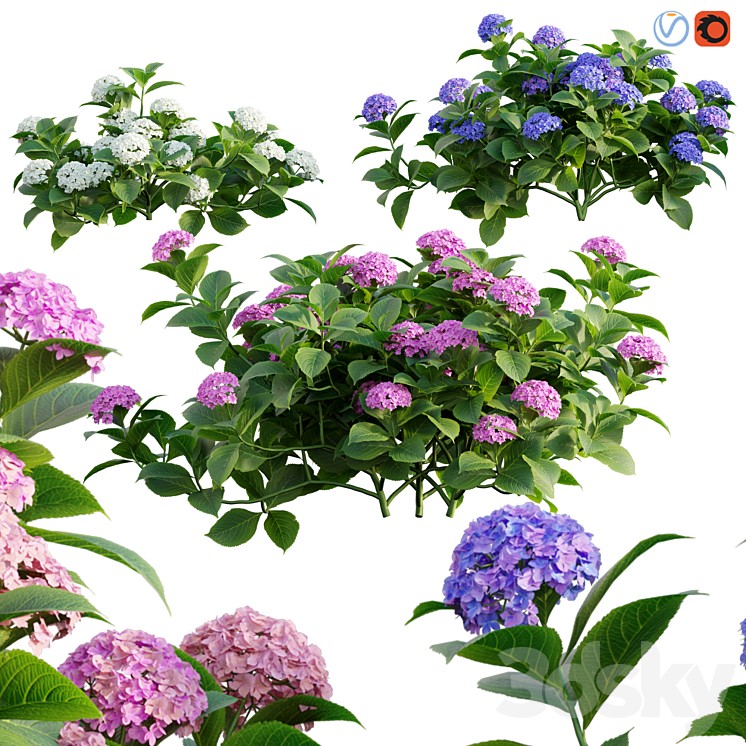 Hydrangea 02 3DS Max - thumbnail 1