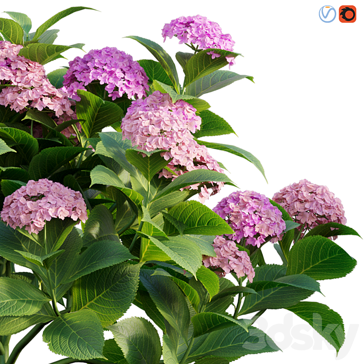 Hydrangea 02 3DS Max - thumbnail 2