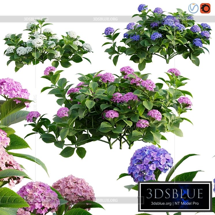 Hydrangea 02 3DS Max - thumbnail 3