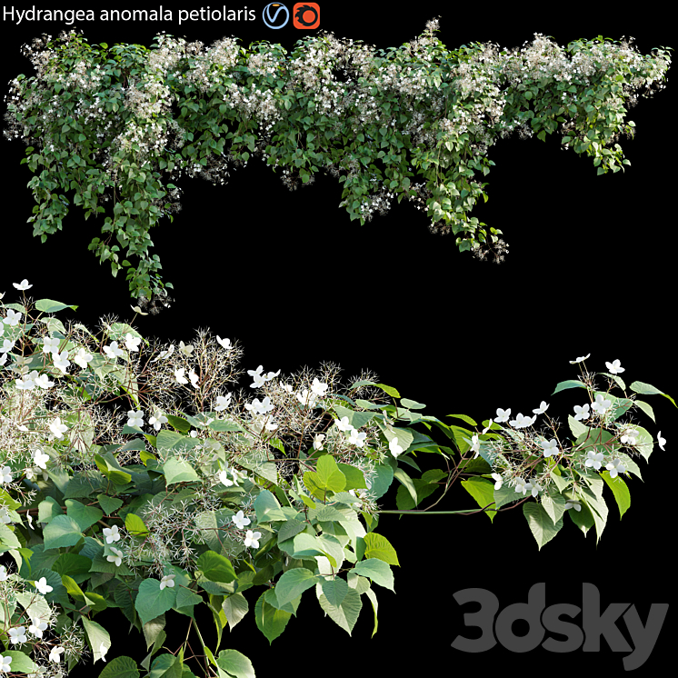 Hydrangea anomala petiolaris – Climbing Hydrangea 01 3DS Max - thumbnail 1