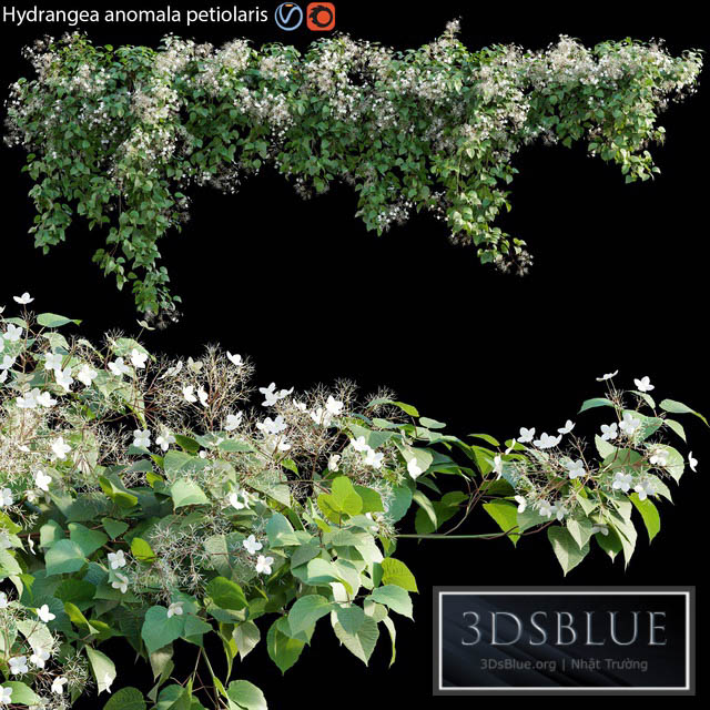 Hydrangea anomala petiolaris – Climbing Hydrangea 01 3DS Max - thumbnail 3