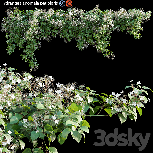 Hydrangea anomala petiolaris – Climbing Hydrangea 01 3DSMax File - thumbnail 1