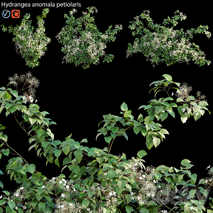 Hydrangea anomala petiolaris – Climbing Hydrangea 02 3DS Max - thumbnail 1