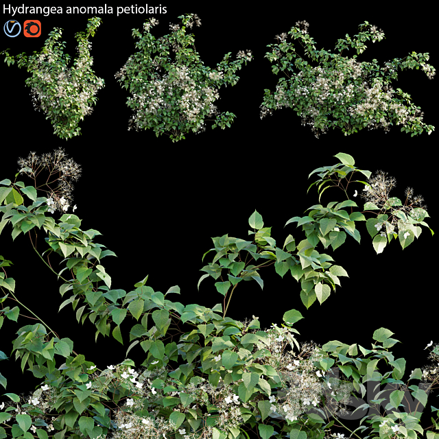 Hydrangea anomala petiolaris – Climbing Hydrangea 02 3DSMax File - thumbnail 1