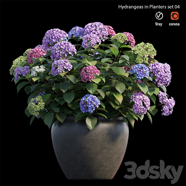 Hydrangea in planters set 04 3DS Max - thumbnail 1