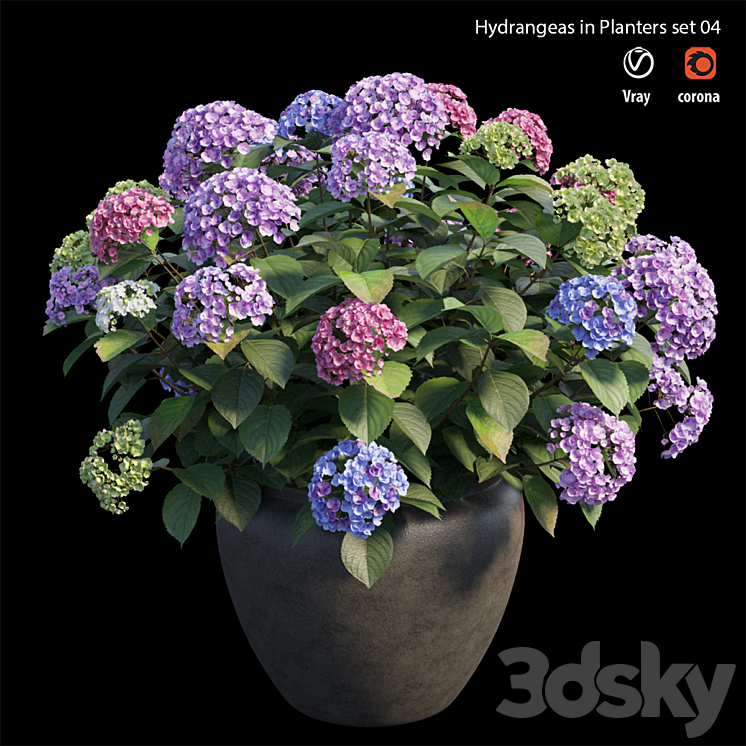 Hydrangea in planters set 04 3DS Max - thumbnail 2