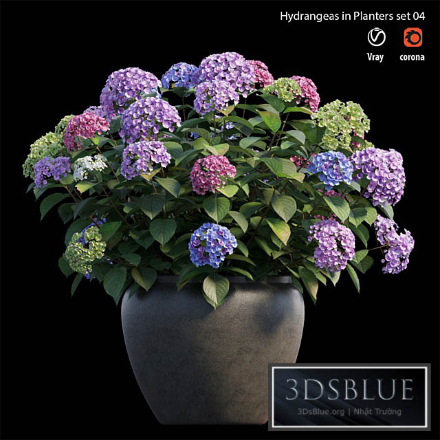 Hydrangea in planters set 04 3DS Max - thumbnail 3