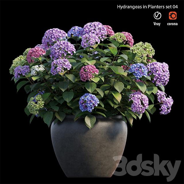 Hydrangea in planters set 04 3DSMax File - thumbnail 1