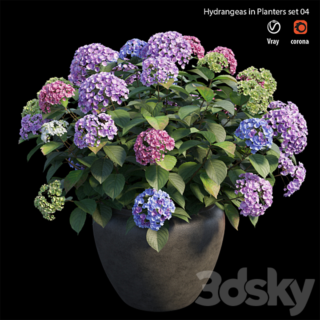 Hydrangea in planters set 04 3DSMax File - thumbnail 2