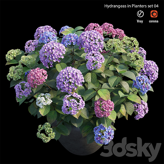 Hydrangea in planters set 04 3DSMax File - thumbnail 3