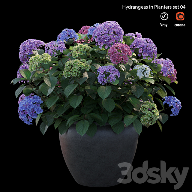 Hydrangea in planters set 04 3DSMax File - thumbnail 4