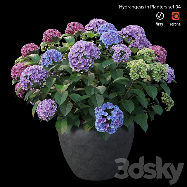 Hydrangea in planters set 04 3DSMax File - thumbnail 5