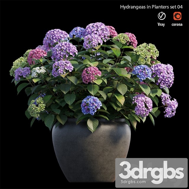 Hydrangea in planters set 04 - thumbnail 1