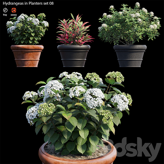 Hydrangea in planters set 08 3DSMax File - thumbnail 1