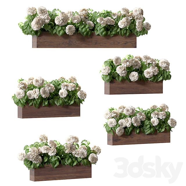 Hydrangea plant in a flowerpot for the facade. 5 models 3ds Max - thumbnail 1