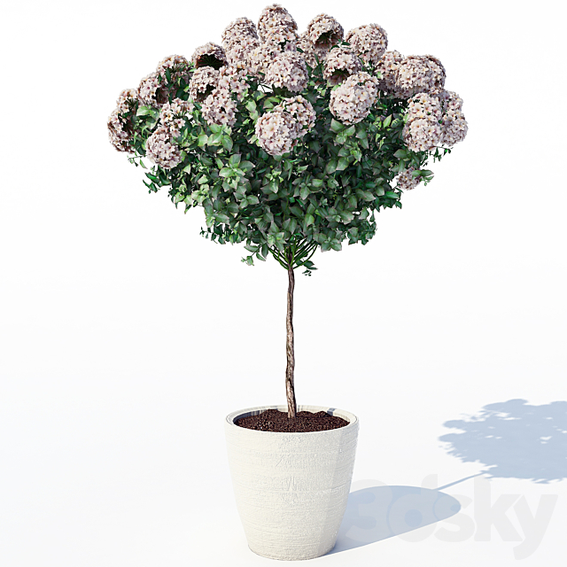 Hydrangea_2 3ds Max - thumbnail 1