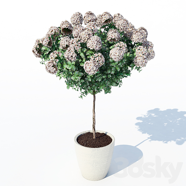 Hydrangea_2 3ds Max - thumbnail 2