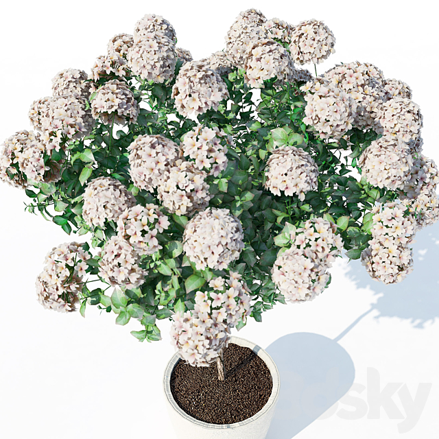 Hydrangea_2 3ds Max - thumbnail 3