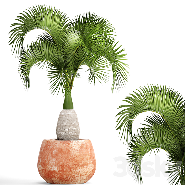 Hyophorbe lagenicaulis 1. decorative palm tree clinker clay pot outdoor indoor exotic pot flower 3ds Max - thumbnail 1