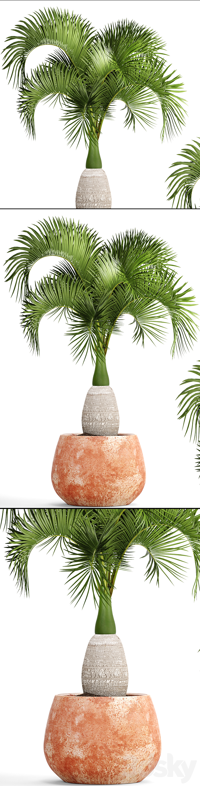 Hyophorbe lagenicaulis 1. decorative palm tree clinker clay pot outdoor indoor exotic pot flower 3ds Max - thumbnail 2