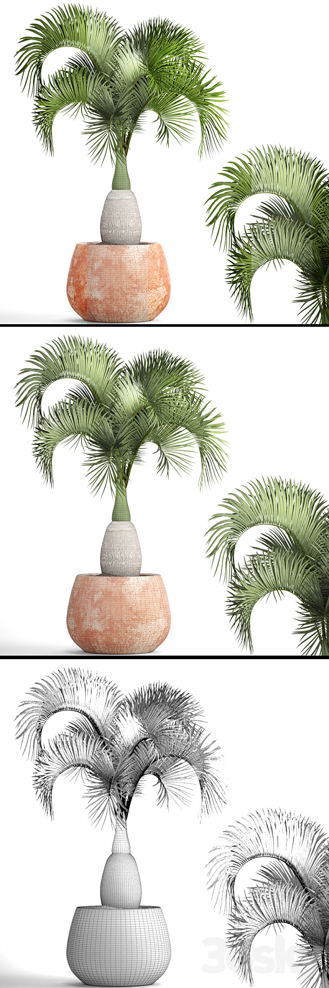 Hyophorbe lagenicaulis 1. decorative palm tree clinker clay pot outdoor indoor exotic pot flower 3ds Max - thumbnail 3