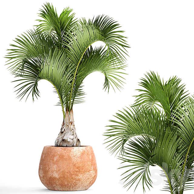 Hyophorbe lagenicaulis 2. decorative palm tree clinker clay pot outdoor indoor exotic pot flower 3ds Max - thumbnail 1