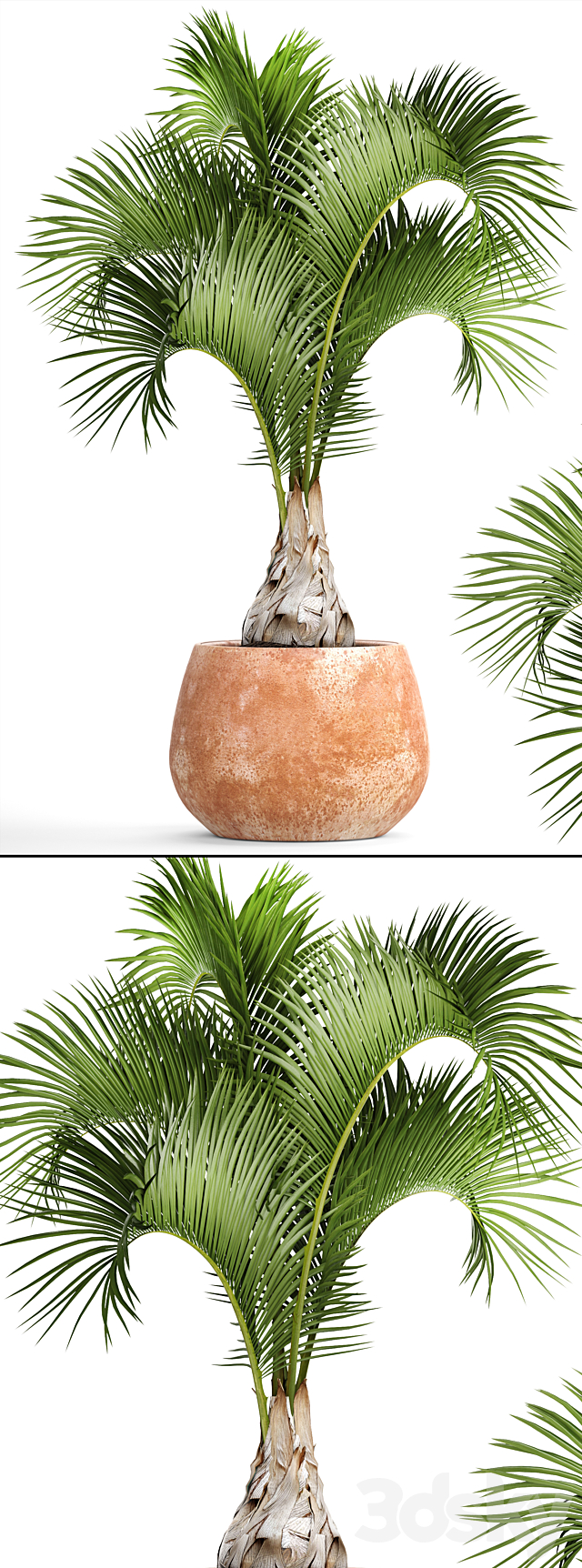 Hyophorbe lagenicaulis 2. decorative palm tree clinker clay pot outdoor indoor exotic pot flower 3ds Max - thumbnail 2