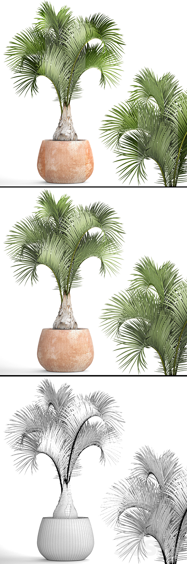 Hyophorbe lagenicaulis 2. decorative palm tree clinker clay pot outdoor indoor exotic pot flower 3ds Max - thumbnail 3