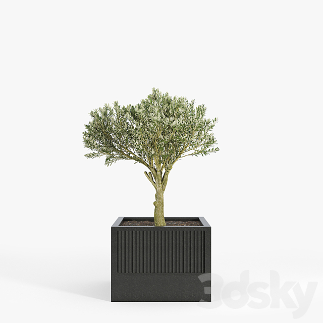 ICARIA Olea 3DSMax File - thumbnail 4