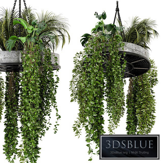 Indoor Hanging Plants in Metal Box – Set 86 3DS Max - thumbnail 3