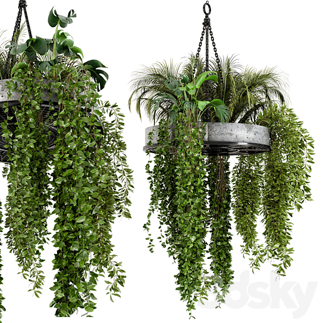 Indoor Hanging Plants in Metal Box – Set 86 3DSMax File - thumbnail 2