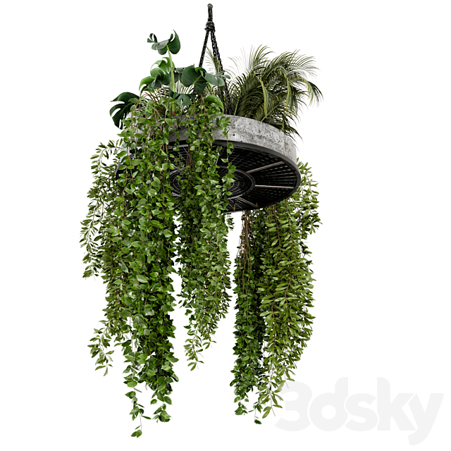 Indoor Hanging Plants in Metal Box – Set 86 3DSMax File - thumbnail 3