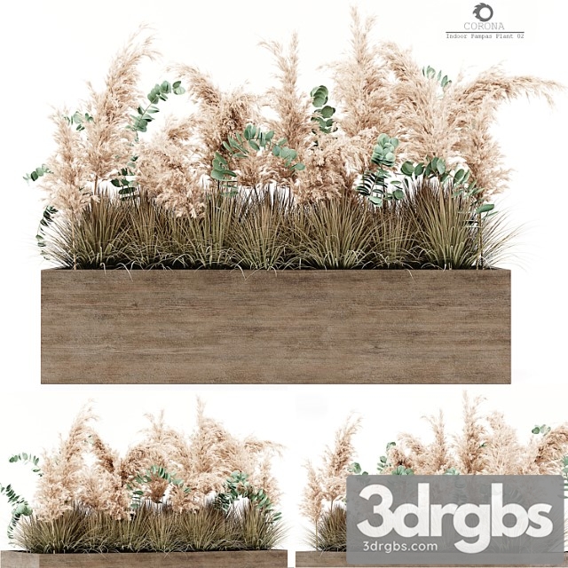 Indoor pampas plant 02 - thumbnail 1