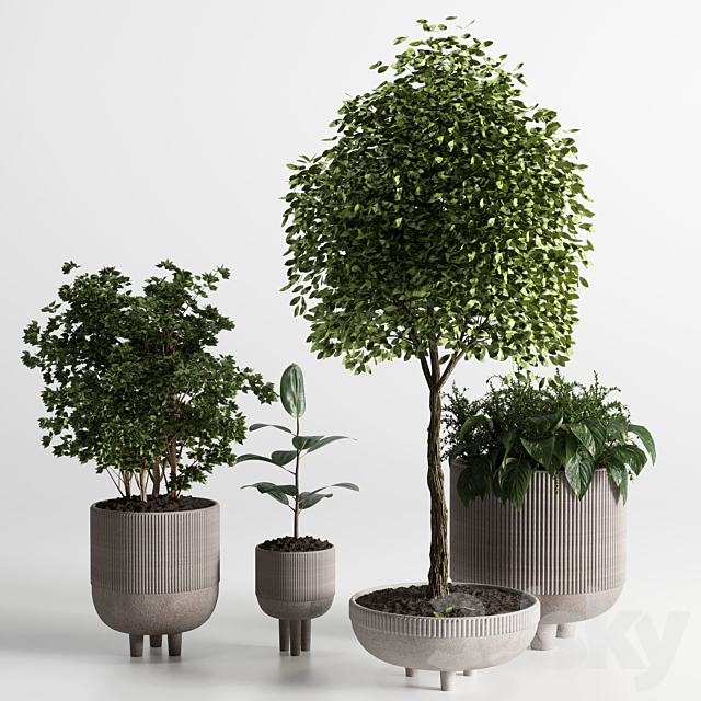 Indoor plant 12 3ds Max - thumbnail 1