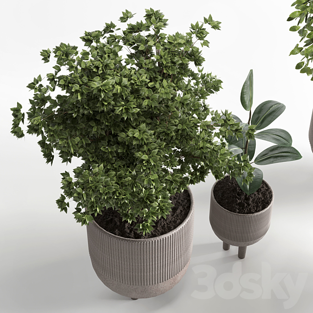 Indoor plant 12 3ds Max - thumbnail 2