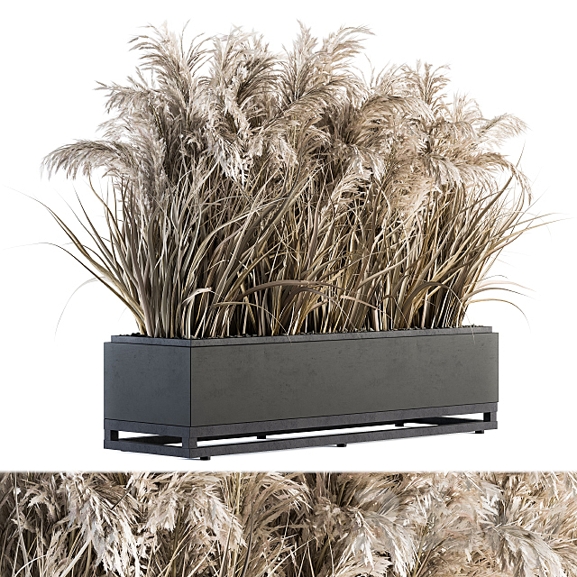 indoor Plant Set 131 – Dried Plant box 3DSMax File - thumbnail 1