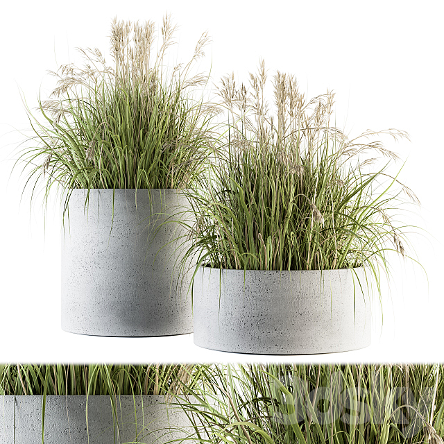 indoor Plant Set 139 – Indian Grass 3ds Max - thumbnail 1