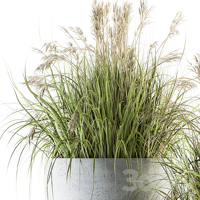 indoor Plant Set 139 – Indian Grass 3ds Max - thumbnail 3