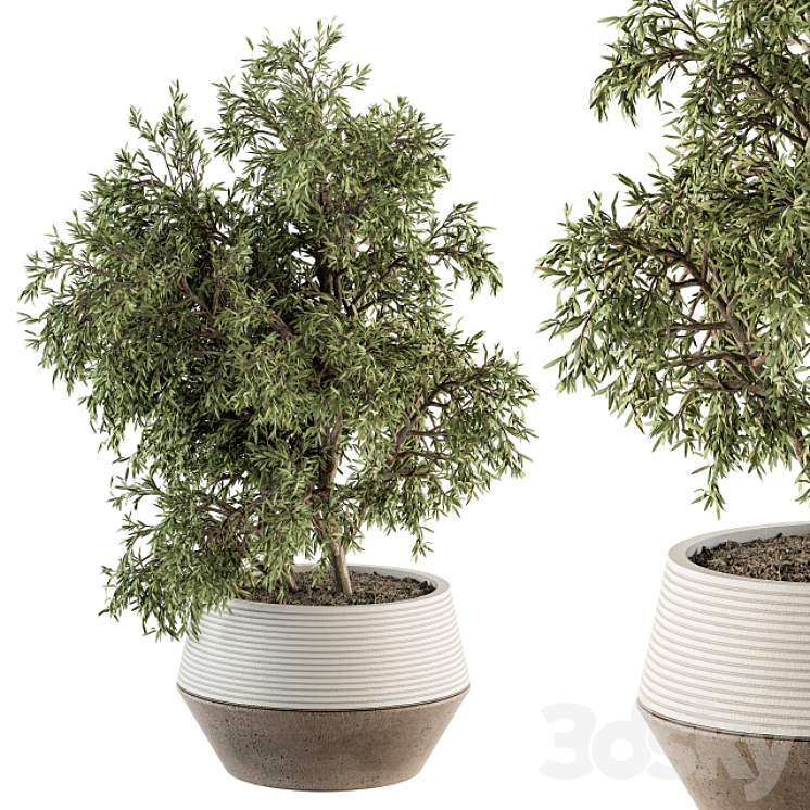 indoor Plant Set 285 – Plants Set in pot 3DS Max Model - thumbnail 1