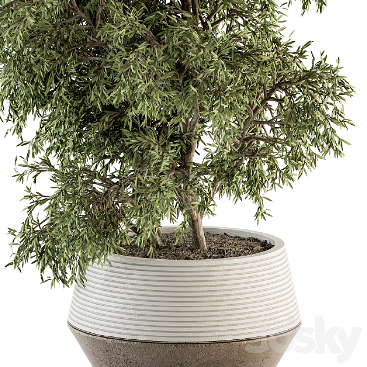 indoor Plant Set 285 – Plants Set in pot 3DS Max Model - thumbnail 2