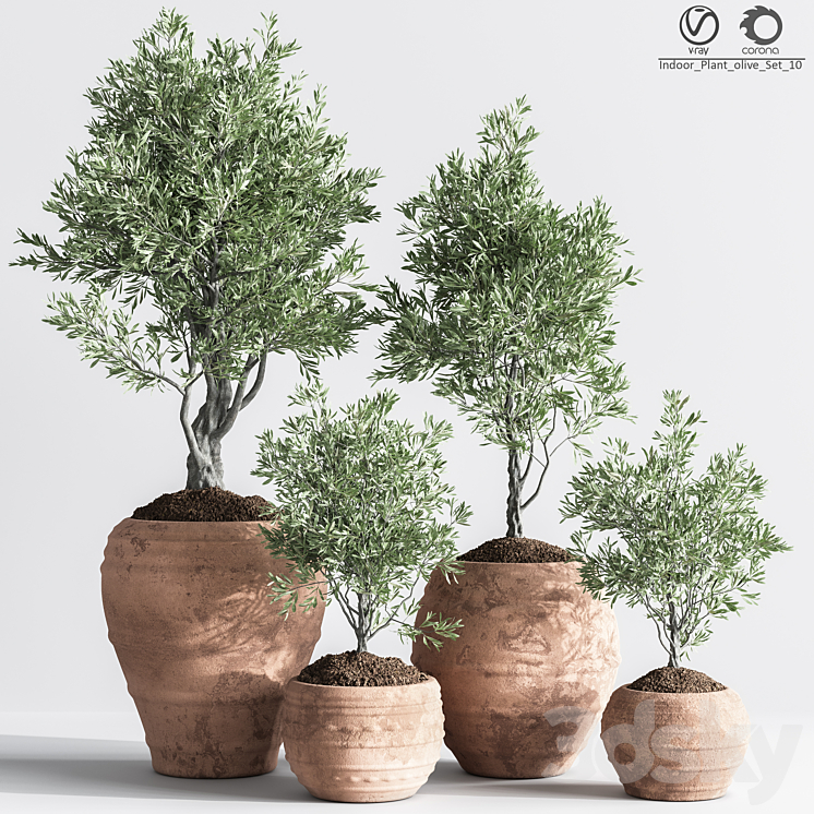 Indoor_Plant_olive_Set_10 3DS Max Model - thumbnail 3