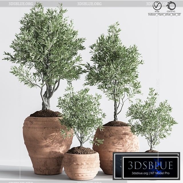 Indoor_Plant_olive_Set_10 3DS Max - thumbnail 3