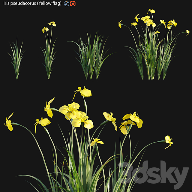 Iris pseudacorus – Yellow flag – 01 3ds Max - thumbnail 1